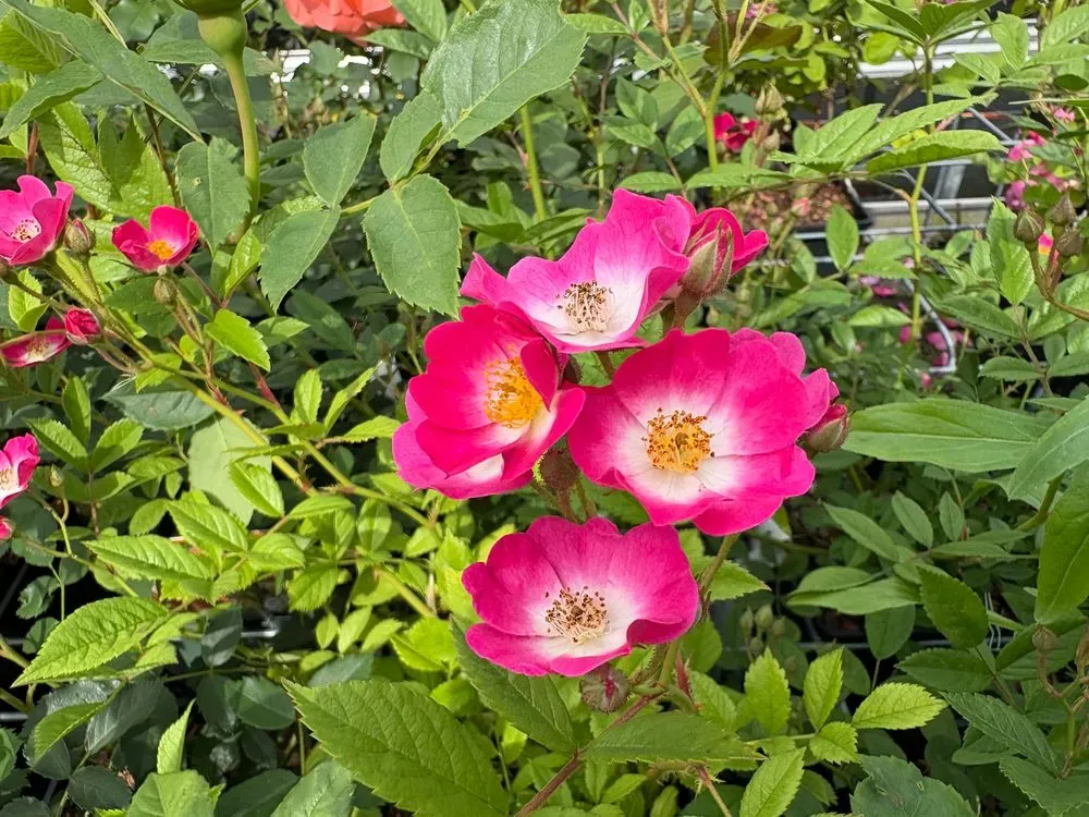 Strauchrose `Mozart´ – Rosa `Mozart´