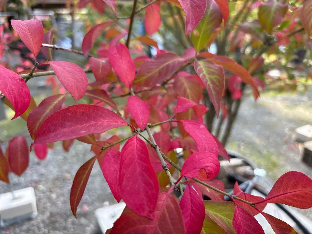 Europäisches Pfaffenhütchen – Euonymus europaeus, Bild 4