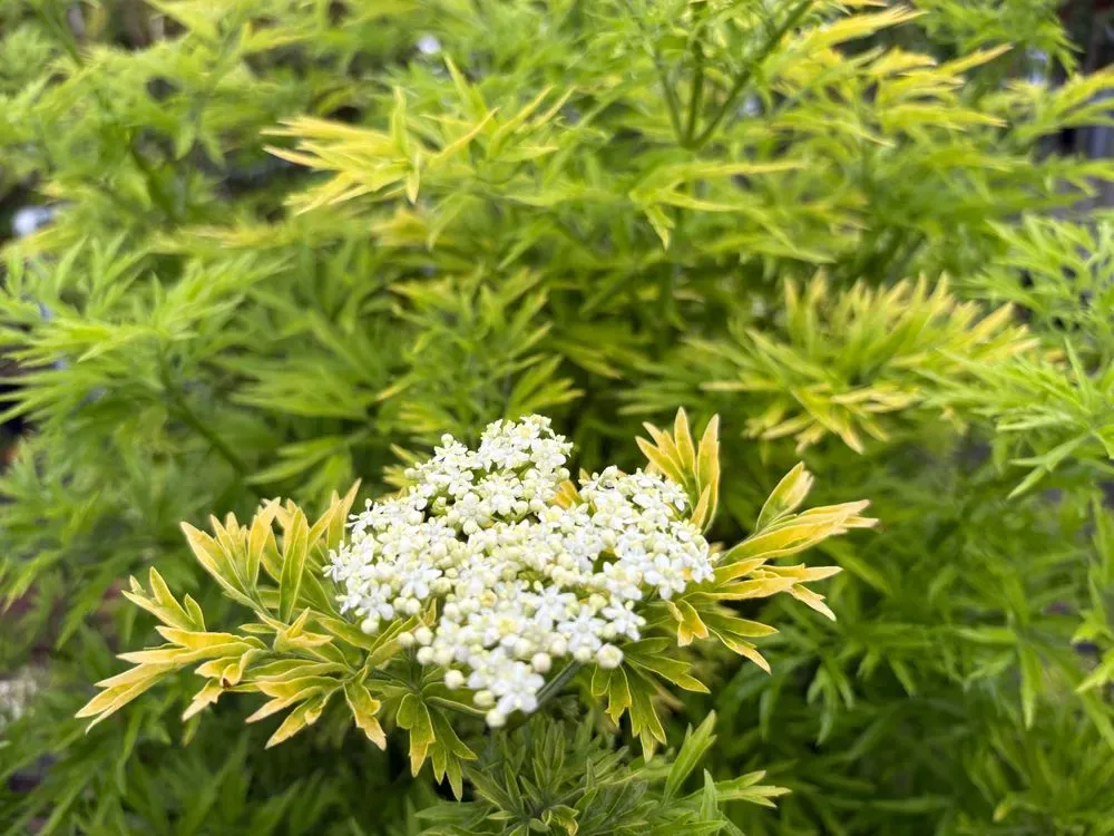 Schwarzer Holunder 'Golden Tower' – Sambucus nigra 'Golden Tower', Bild 2