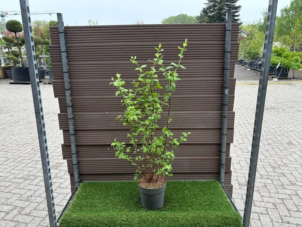 Gefüllter Gartenjasmin/Pfeifenstrauch `Schneesturm´ – Philadelphus `Schneesturm´, Bild 2
