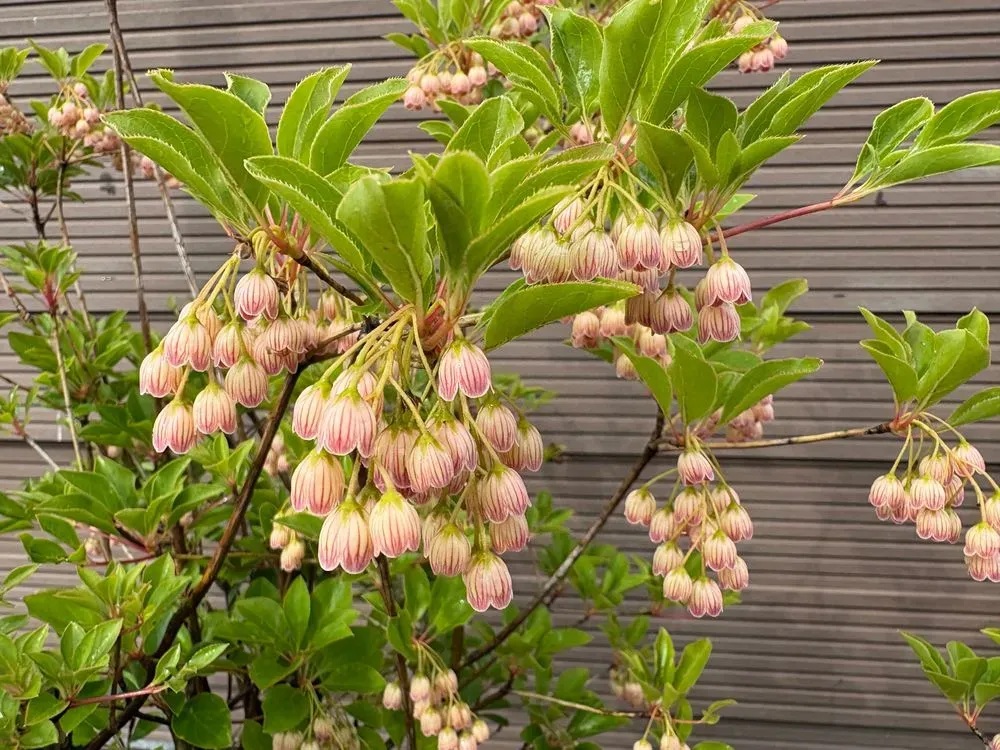 Prachtglocke – Enkianthus campanulatus