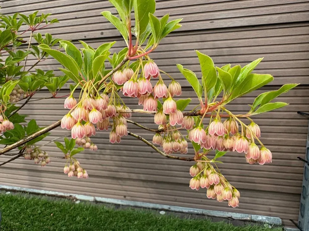 Prachtglocke – Enkianthus campanulatus, Bild 3