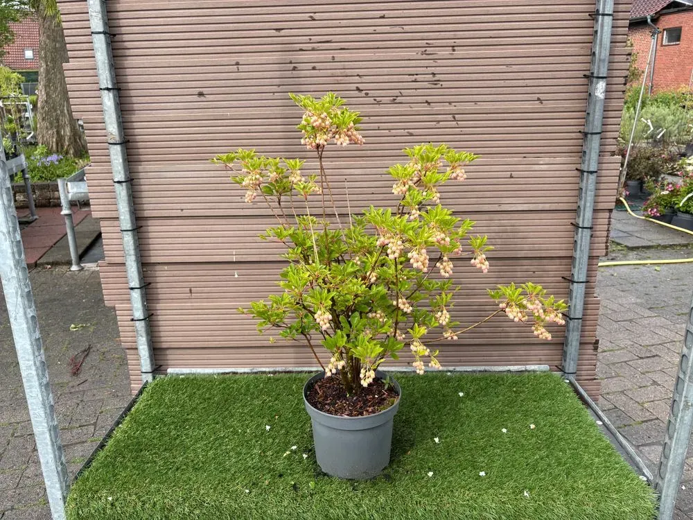 Prachtglocke – Enkianthus campanulatus, Bild 2