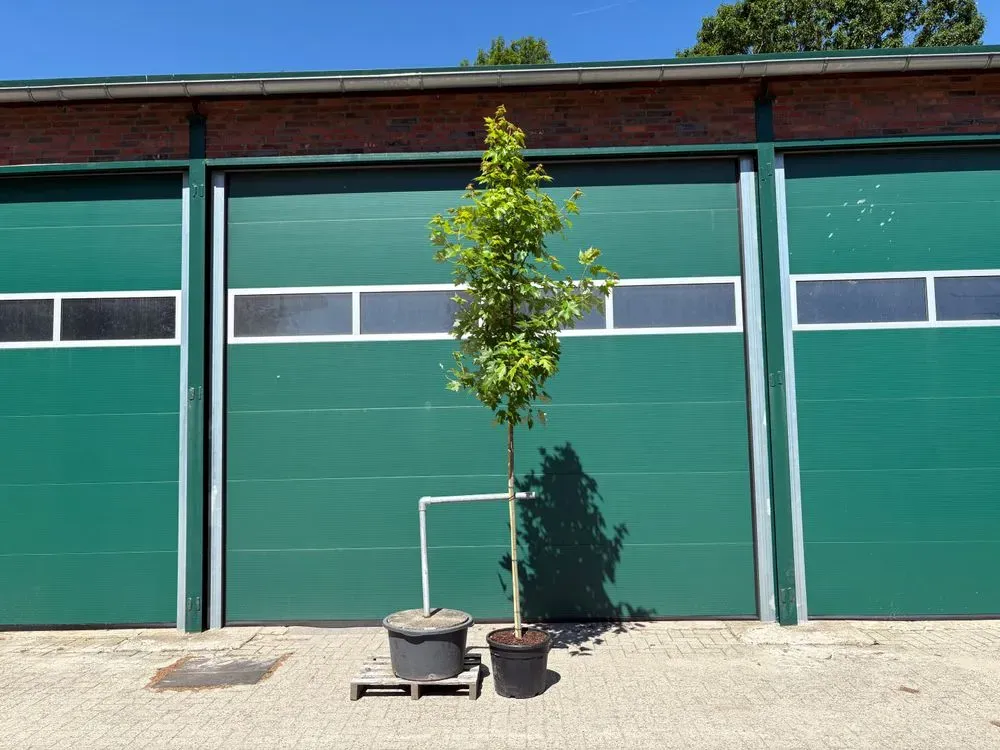 Herbst-Flammen-Ahorn `Autumn Blaze´ – Acer freemanii `Autumn Blaze´