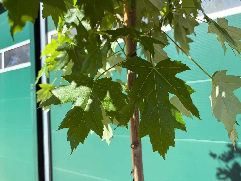 Herbst-Flammen-Ahorn `Autumn Blaze´ – Acer freemanii `Autumn Blaze´, Bild 2
