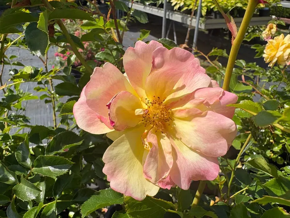 Bodendeckerrose `Candela´ – Rosa `Candela´, Bild 2