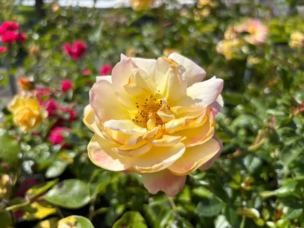 Bodendeckerrose `Candela´ – Rosa `Candela´
