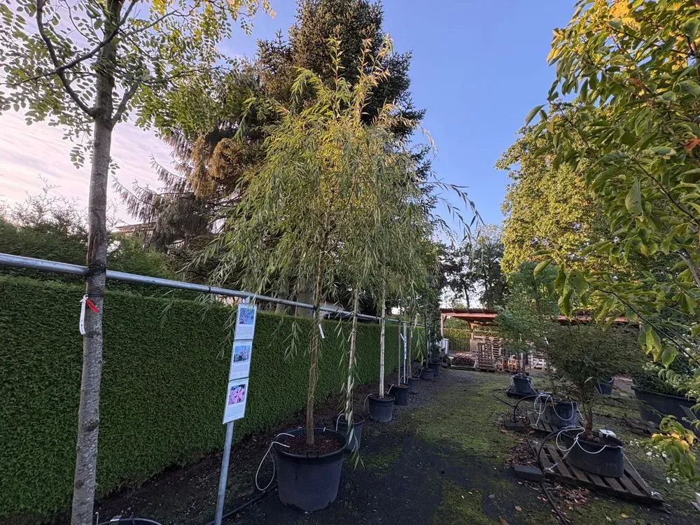 Babylonische Trauer-Weide – Salix babylonica