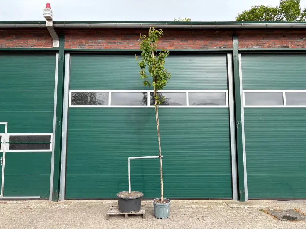 Vogelkirsche – Prunus avium, Bild 6