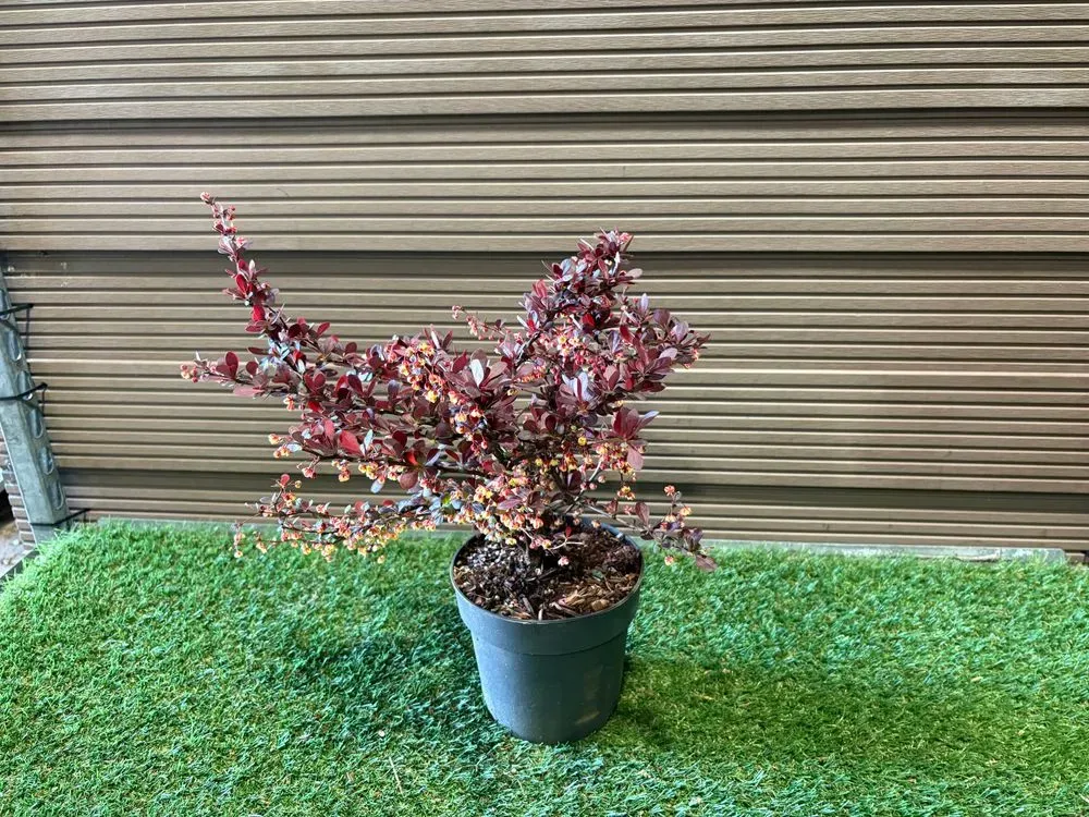 Rote Zwergberberitze `Atropurpurea Nana´ – Berberis thunbergii `Atropurpurea Nana´, Bild 2