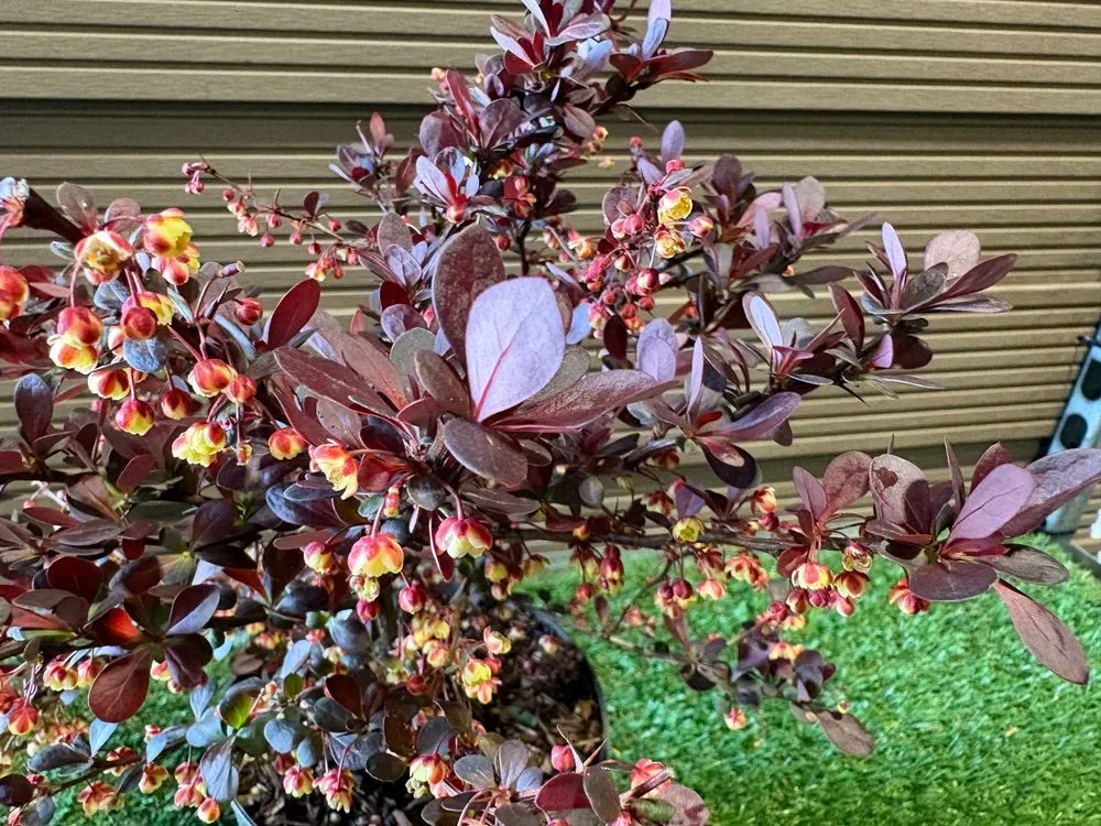 Rote Zwergberberitze `Atropurpurea Nana´ – Berberis thunbergii `Atropurpurea Nana´