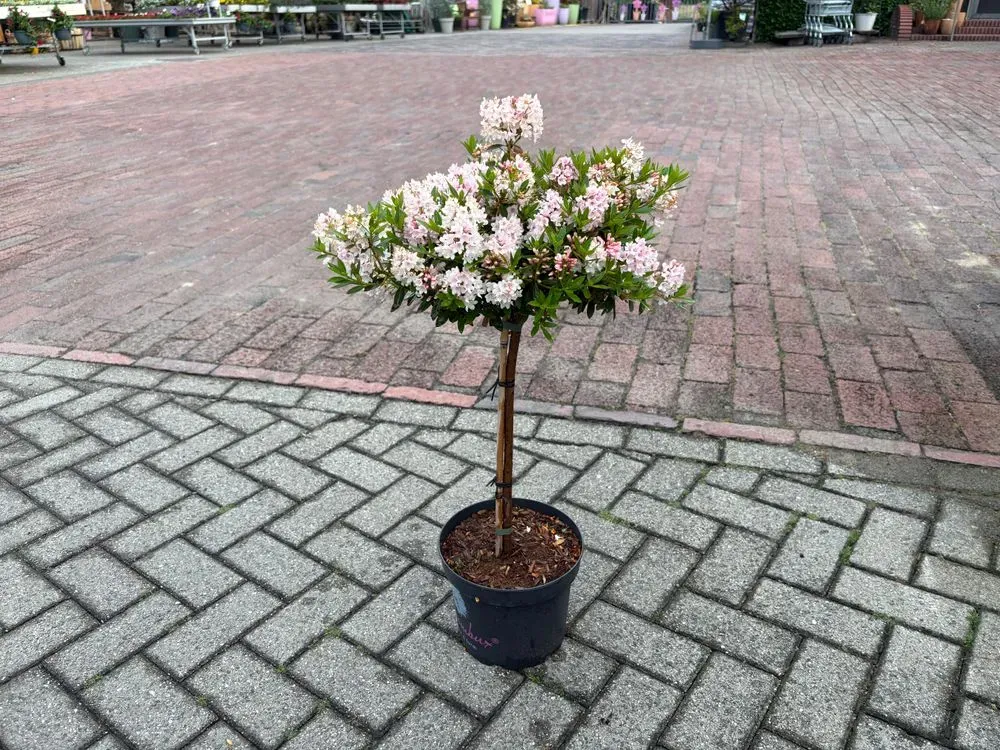 Rhododendron `Bloombux Pink´ – Rhododendron micranthum `Bloombux Pink´, Bild 3