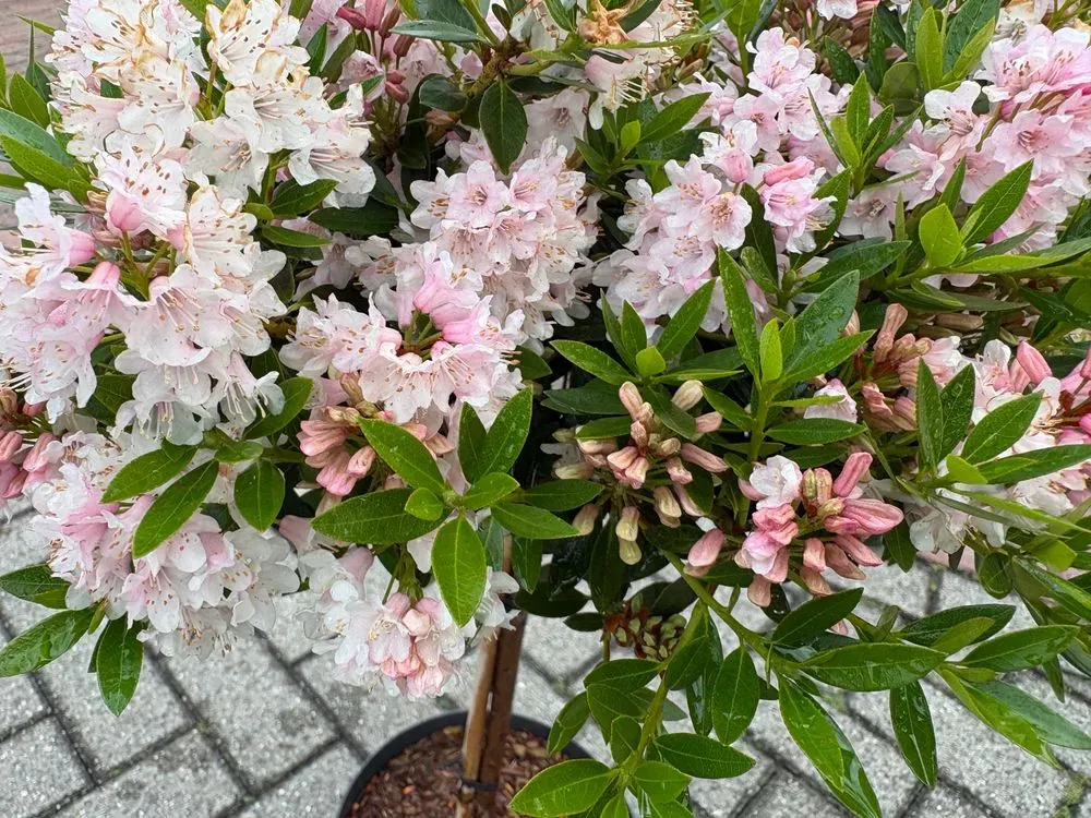 Rhododendron `Bloombux Pink´ – Rhododendron micranthum `Bloombux Pink´, Bild 4