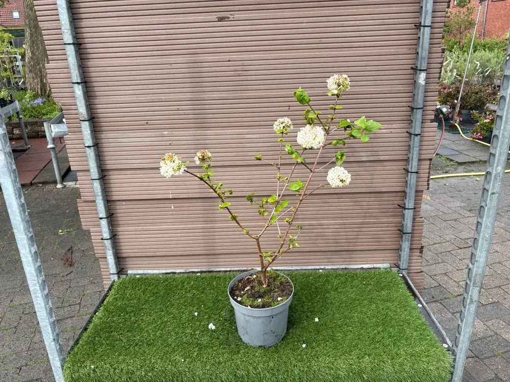 Großblumiger Duftschneeball – Viburnum carlcephalum, Bild 2