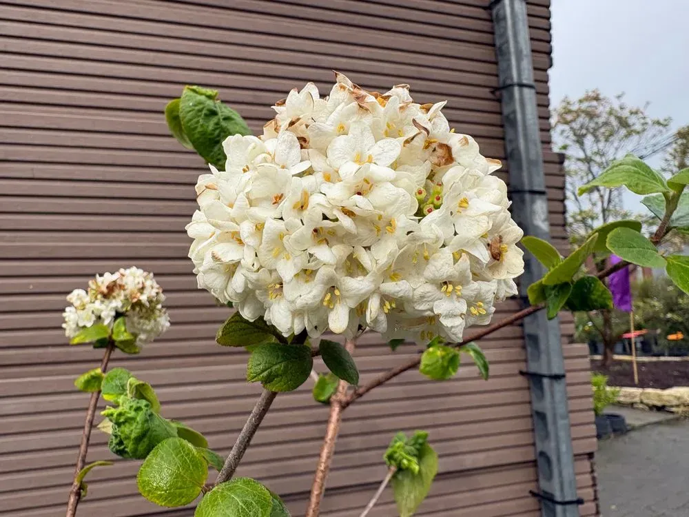 Großblumiger Duftschneeball – Viburnum carlcephalum