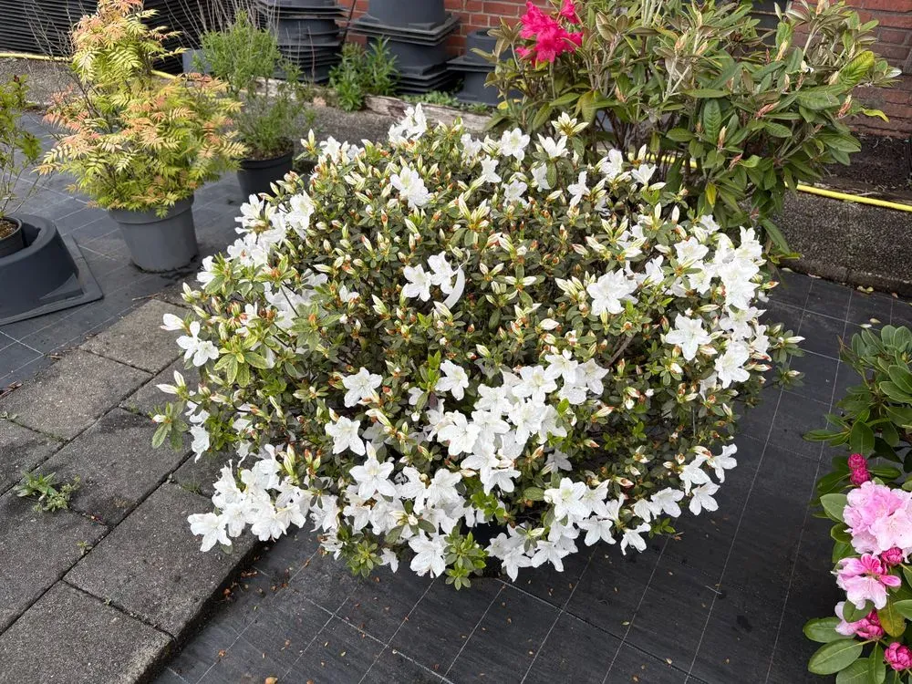 Japanische Azalee `Ledifolia Alba´ – Rhododendron obtusum `Ledifolia Alba´, Bild 2