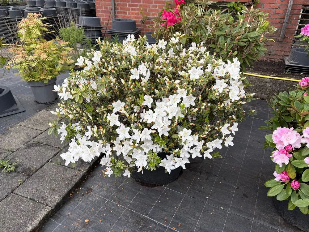 Japanische Azalee `Ledifolia Alba´ – Rhododendron obtusum `Ledifolia Alba´, Bild 3