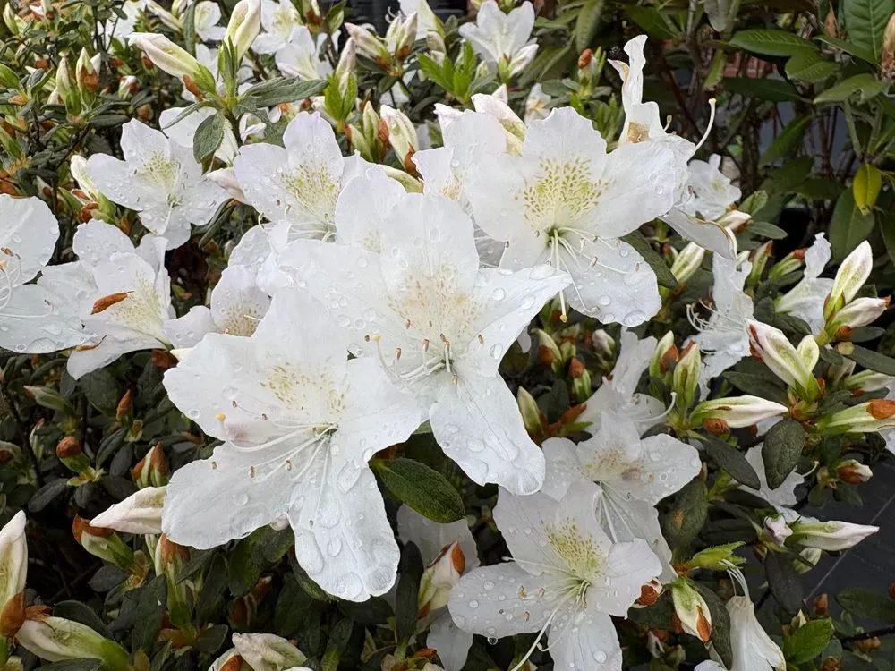 Japanische Azalee `Ledifolia Alba´ – Rhododendron obtusum `Ledifolia Alba´