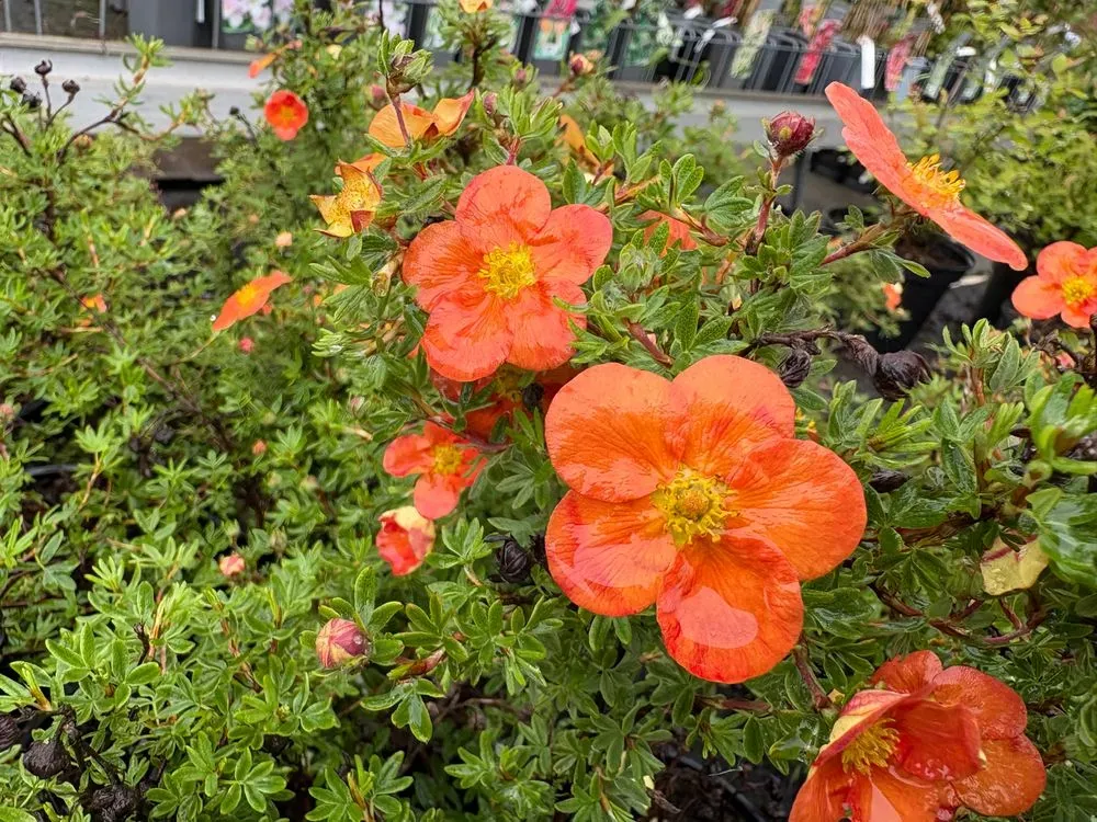 Fingerstrauch 'Red Ace' – Potentilla fruticosa 'Red Ace', Bild 3