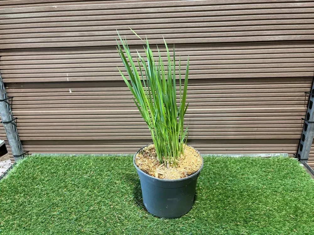 Rutenhirse 'Northwind' – Panicum virgatum 'Northwind', Bild 3