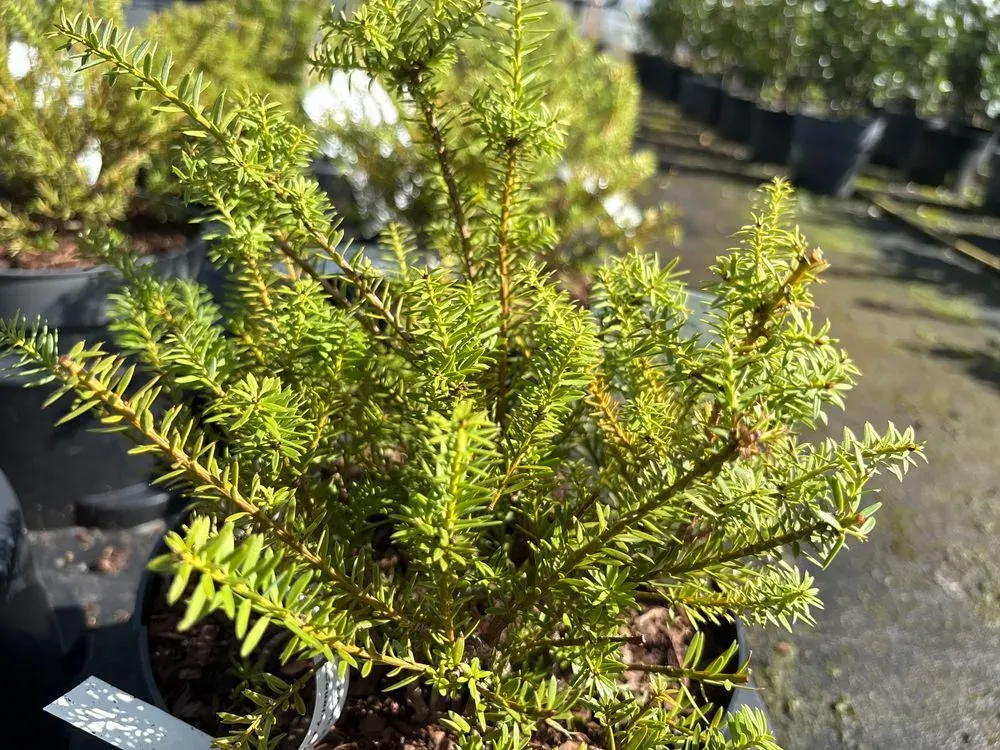 Tasmanische Steineibe – Podocarpus alpinus `Red Kiss´