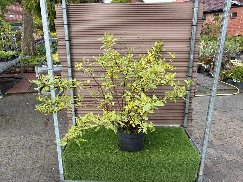 Gelbbunter Hartriegel `Gouchaultii´ – Cornus alba `Gouchaultii´, Bild 2