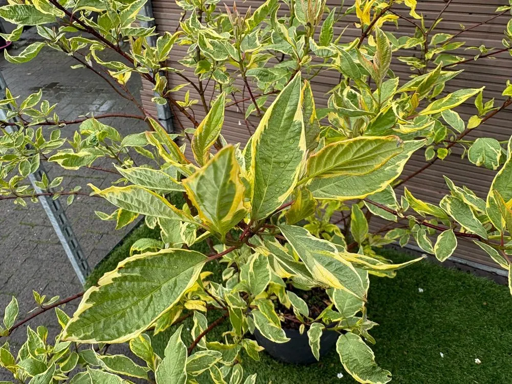 Gelbbunter Hartriegel `Gouchaultii´ – Cornus alba `Gouchaultii´