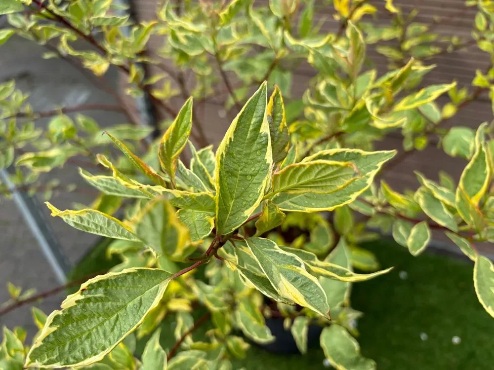 Gelbbunter Hartriegel `Gouchaultii´ – Cornus alba `Gouchaultii´, Bild 3