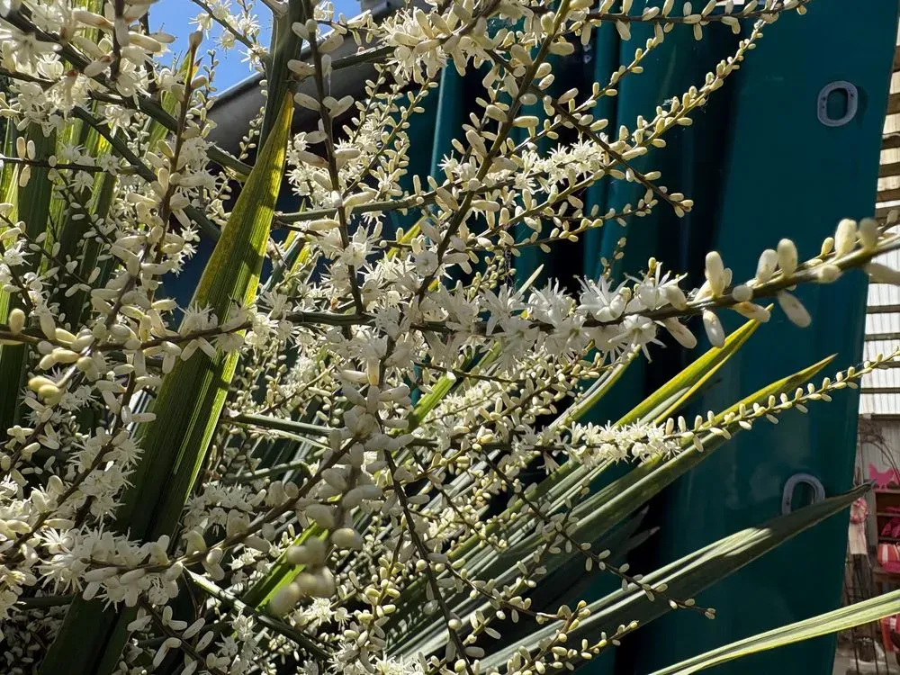Keulenlilie – Cordyline australis, Bild 2