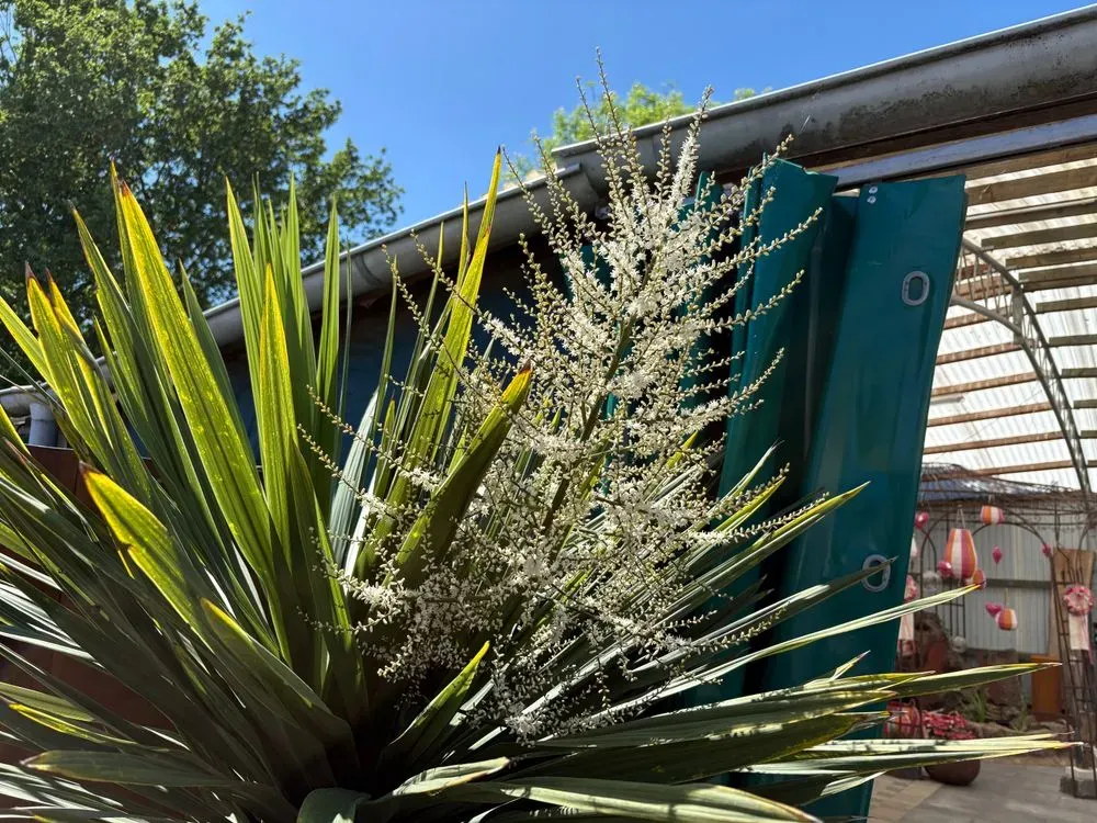 Keulenlilie – Cordyline australis