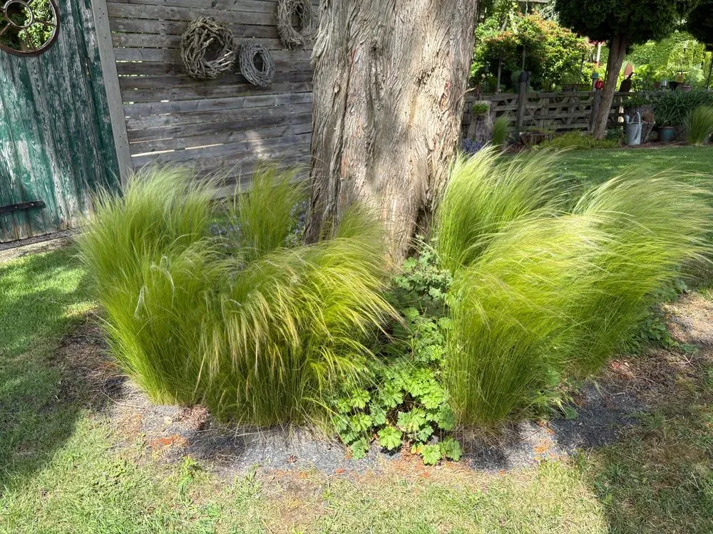Mexikanisches Federgras 'Ponytails' – Stipa tenuissima 'Ponytails', Bild 3