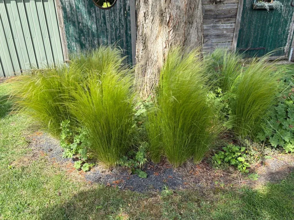Mexikanisches Federgras 'Ponytails' – Stipa tenuissima 'Ponytails', Bild 4