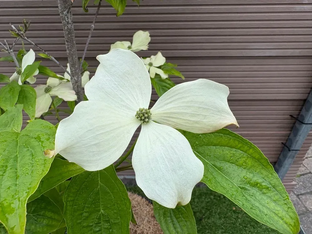 Japanischer Blumen-Hartriegel `Ruth Ellen´ – Cornus kousa `Ruth Ellen´
