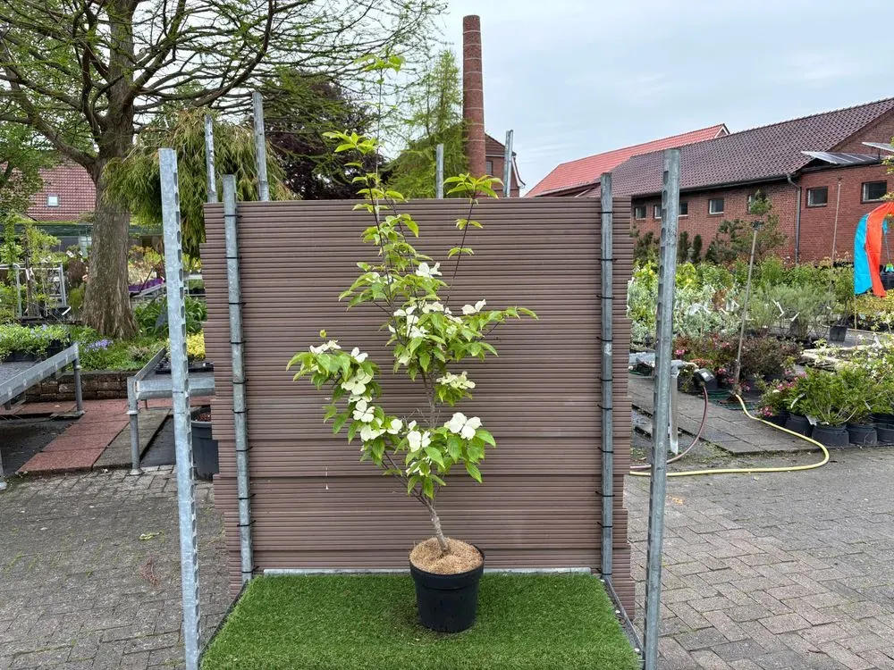 Japanischer Blumen-Hartriegel `Ruth Ellen´ – Cornus kousa `Ruth Ellen´, Bild 2