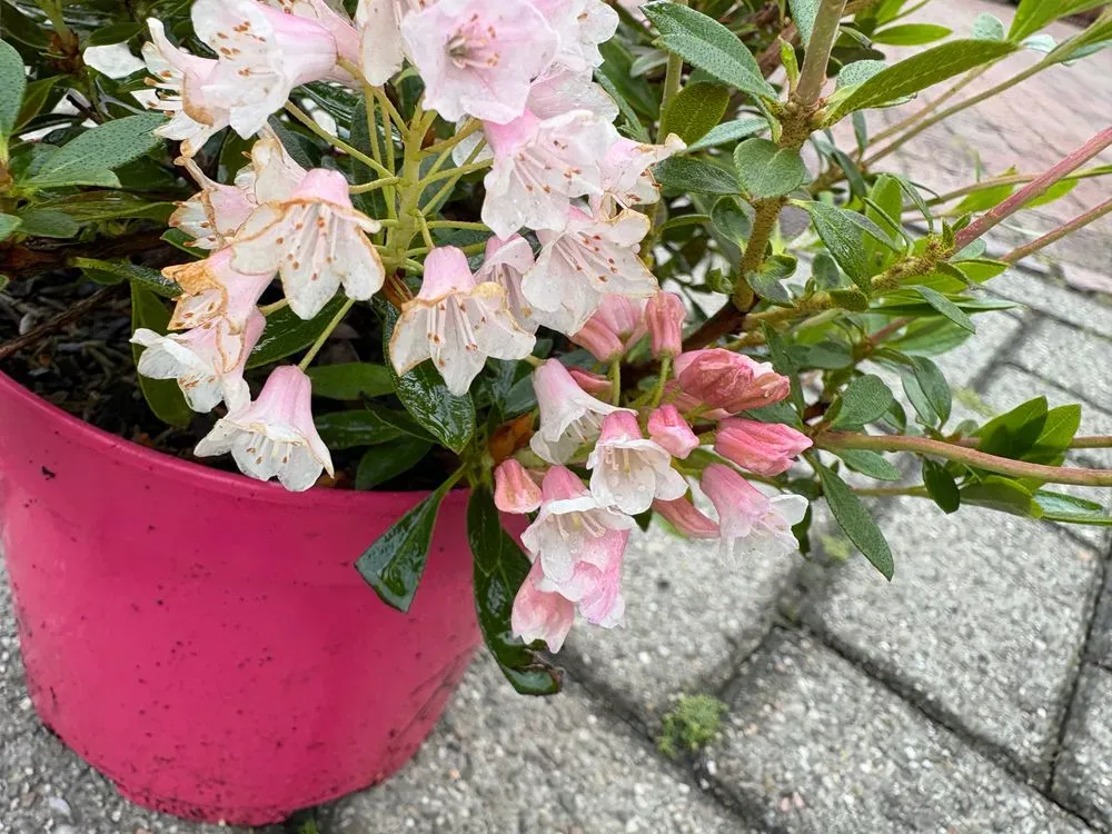 Rhododendron `Bloombux Magenta´ – Rhododendron micranthum `Bloombux Magenta´