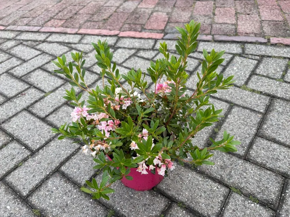 Rhododendron `Bloombux Magenta´ – Rhododendron micranthum `Bloombux Magenta´, Bild 2