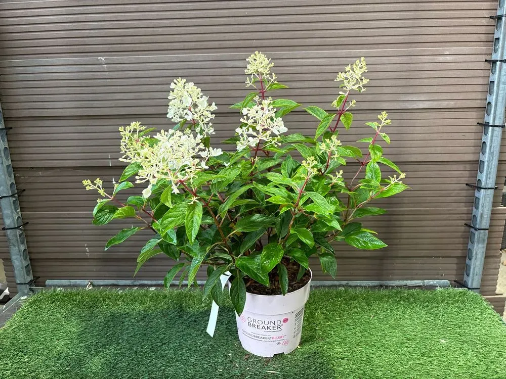 Zwerg-Rispenhortensie `Groundbreaker Blush´ – Hydrangea paniculata `Groundbreaker Blush´