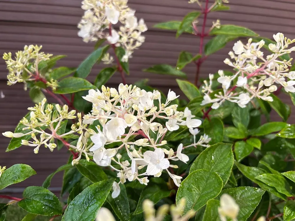 Zwerg-Rispenhortensie `Groundbreaker Blush´ – Hydrangea paniculata `Groundbreaker Blush´, Bild 2