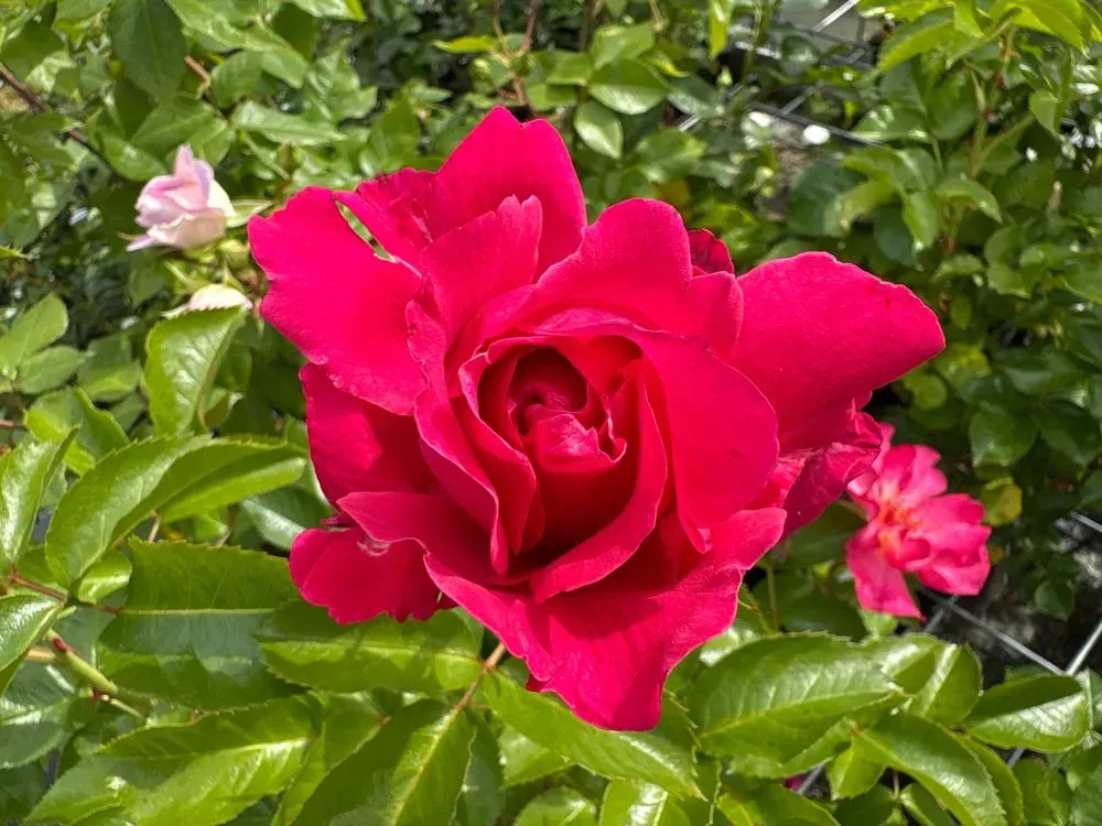 Strauchrose 'Soul' – Rosa 'Soul', Bild 2