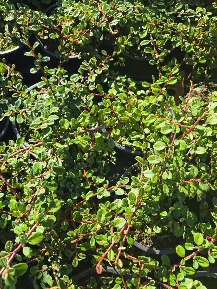 Kriechmispel 'Radicans' – Cotoneaster dammeri 'Radicans'