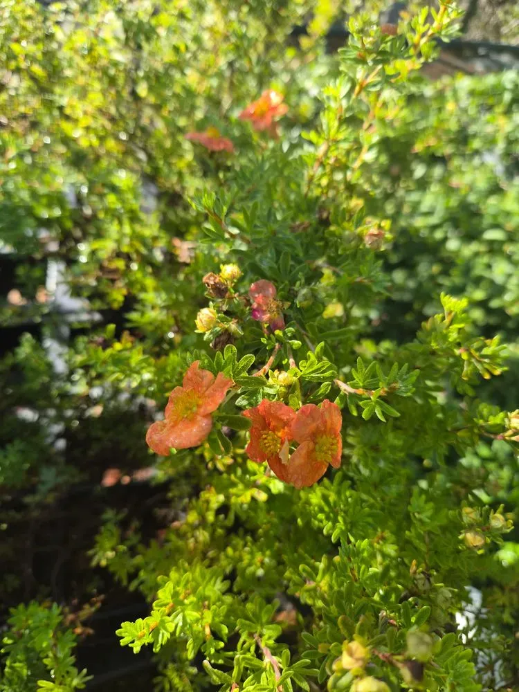Fingerstrauch 'Red Ace' – Potentilla fruticosa 'Red Ace', Bild 2