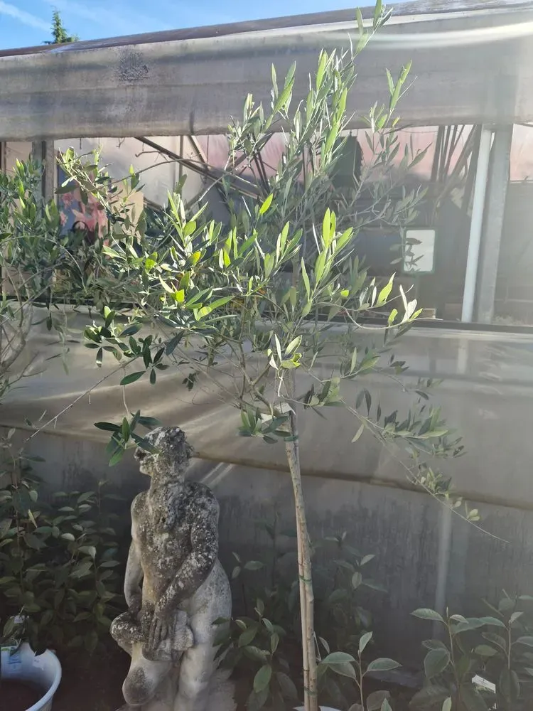 Olivenbaum – Olea europaea, Bild 2