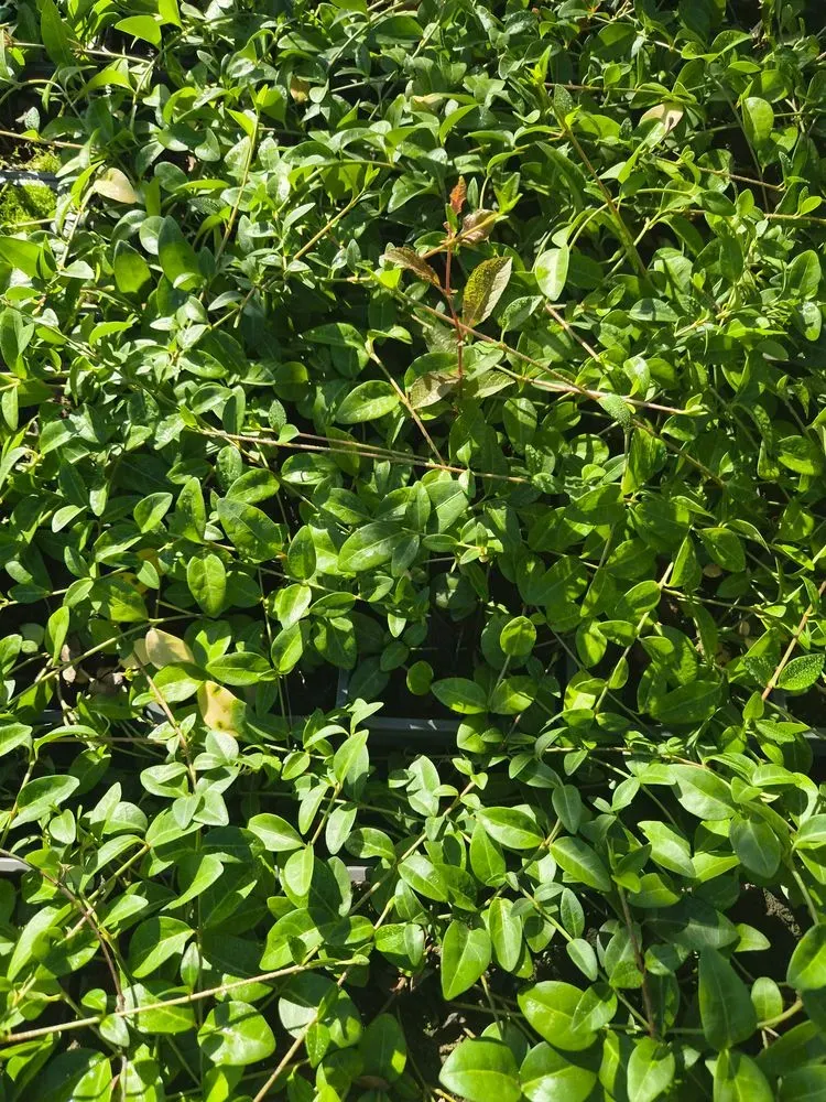 Kleines Immergrün 'Bowles' – Vinca minor 'Bowles', Bild 2