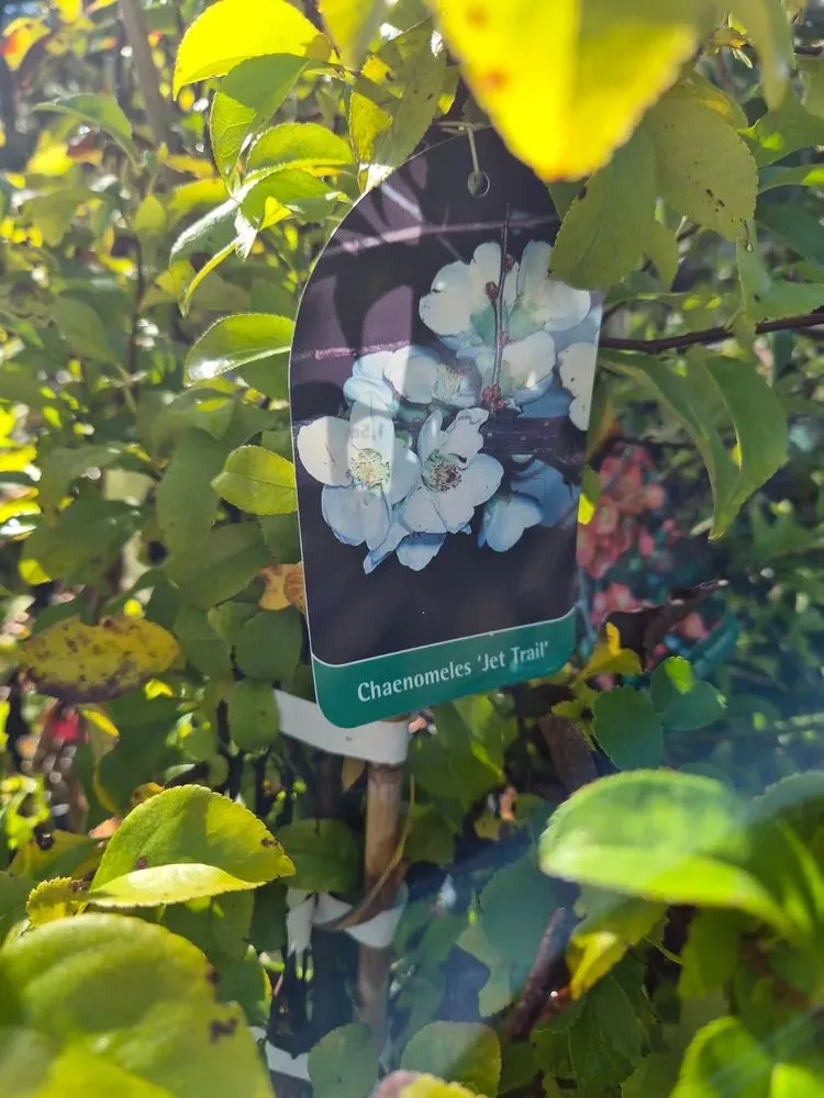 Zierquitte 'Jet Trail' – Chaenomeles × superba 'Jet Trail'