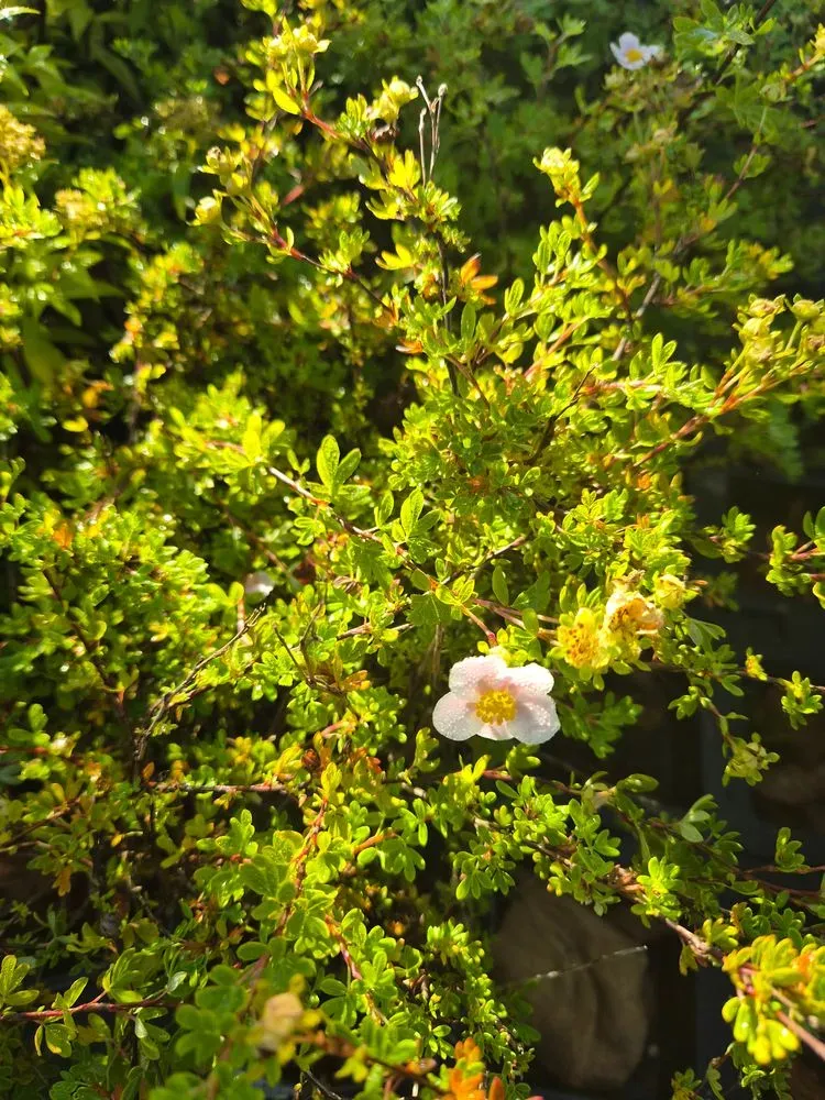 Fingerstrauch 'Princess' – Potentilla fruticosa 'Princess'