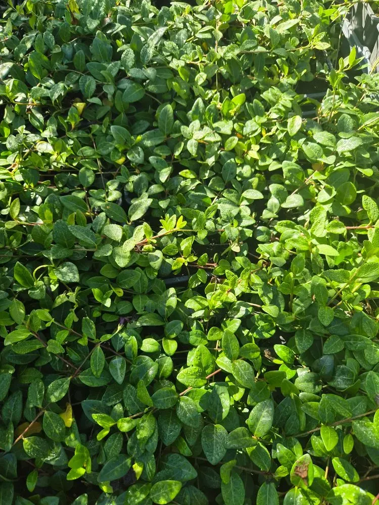 Kleines Immergrün 'Flower Power' – Vinca minor 'Flower Power', Bild 2