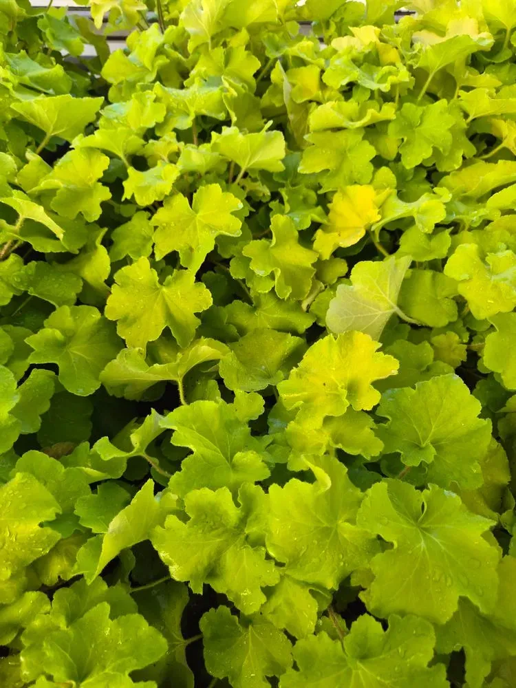 Purpurglöckchen – Heuchera x cultorum, Bild 3
