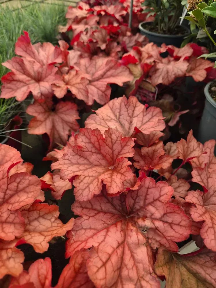 Purpurglöckchen – Heuchera x cultorum