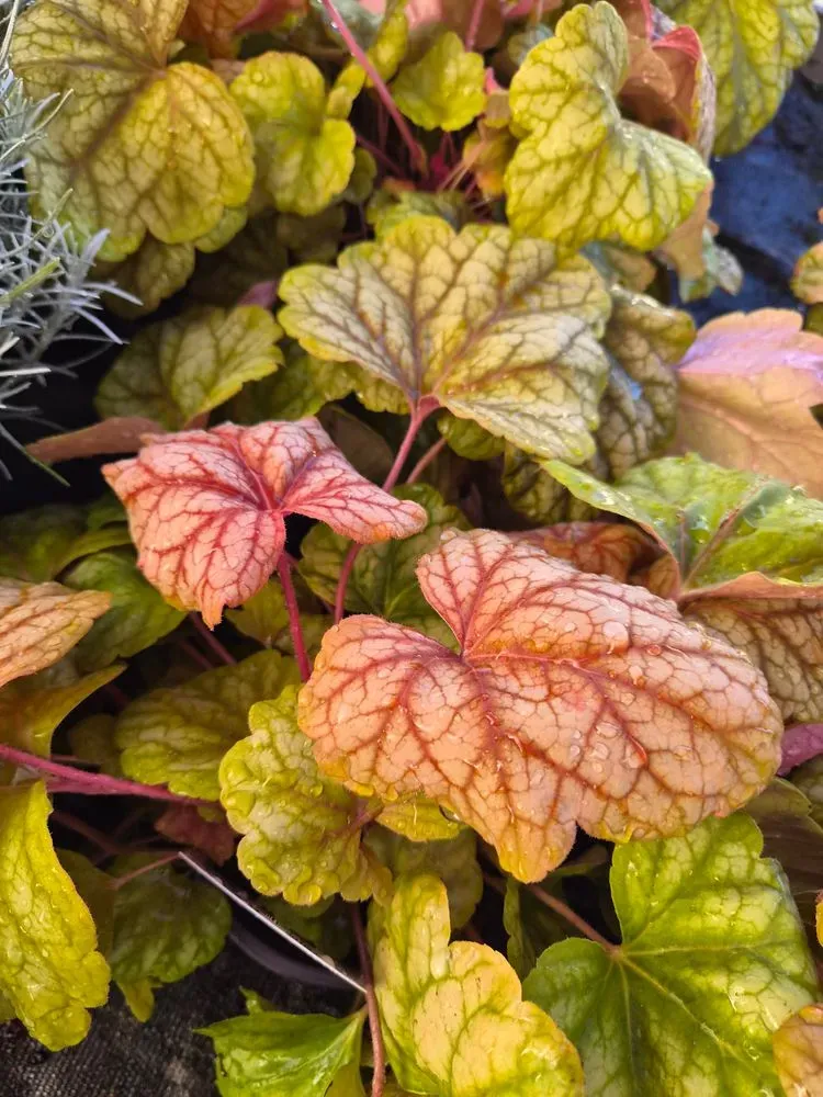 Purpurglöckchen – Heuchera x cultorum, Bild 2