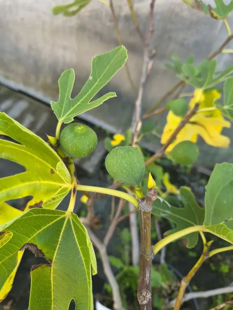 Echte Feige – Ficus carica, Bild 3